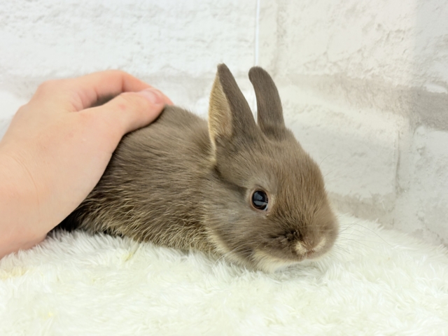 ネザーランドドワーフ