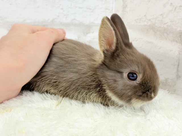 ネザーランドドワーフ