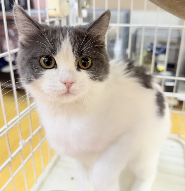 ブリティッシュショートヘア