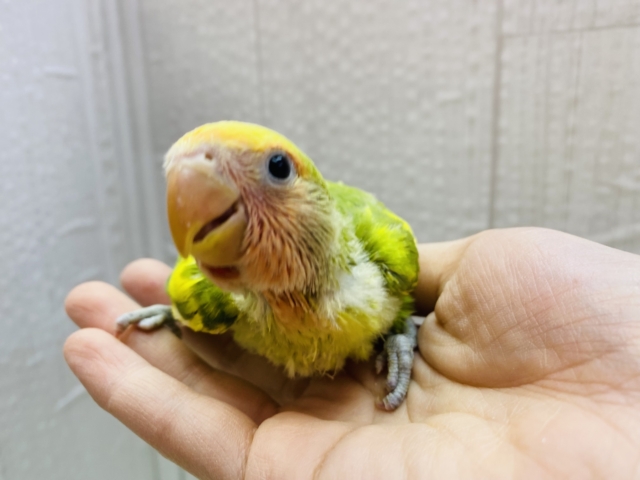 コザクラインコ（小桜インコ）