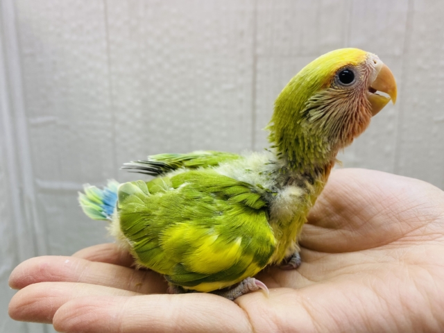 コザクラインコ（小桜インコ）
