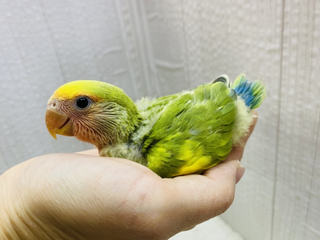 コザクラインコ（小桜インコ）