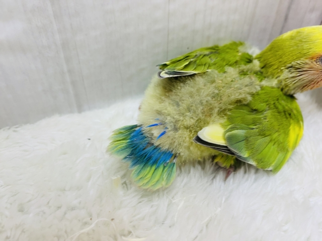 コザクラインコ（小桜インコ）