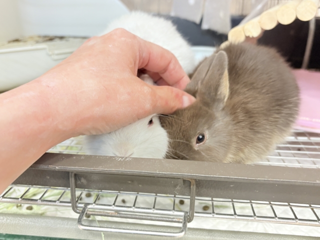 ネザーランドドワーフ