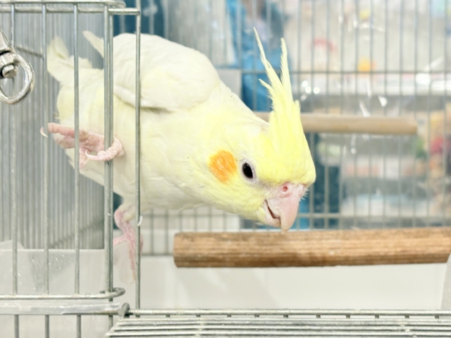 オカメインコ
