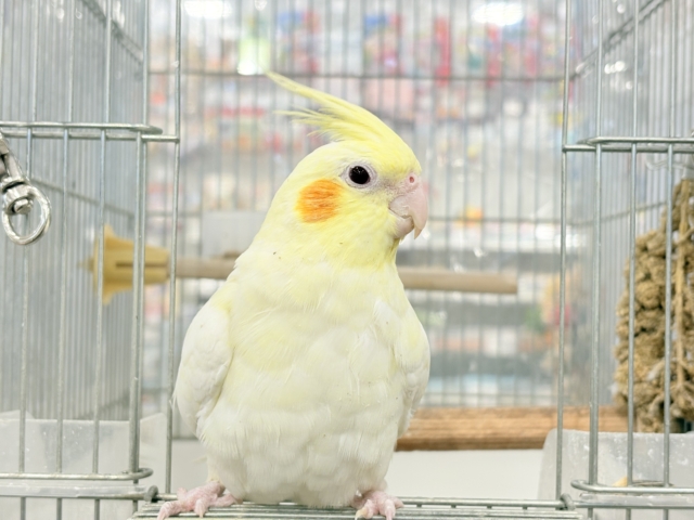 オカメインコ