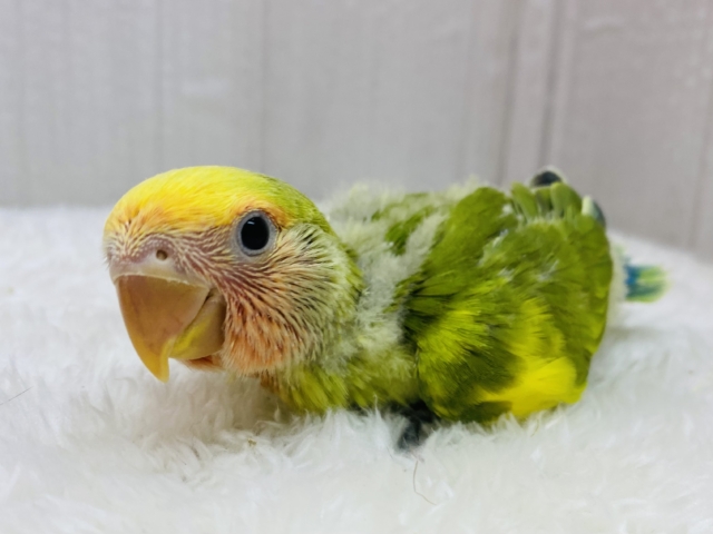 コザクラインコ（小桜インコ）