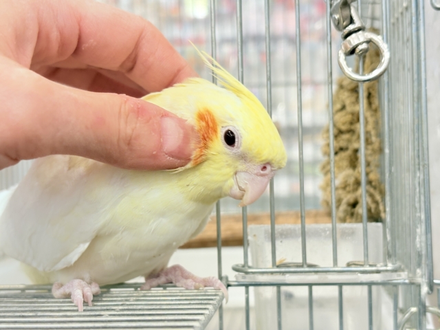 オカメインコ