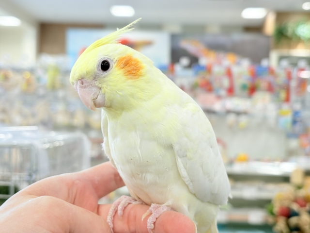 オカメインコ