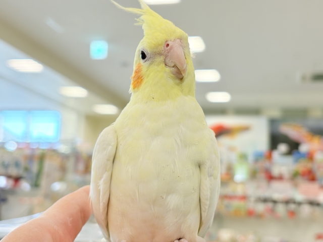 オカメインコ