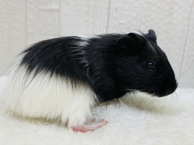 モルモット