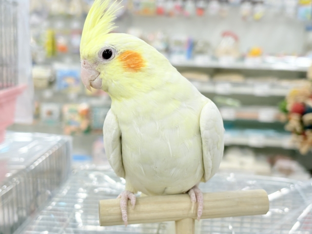 オカメインコ