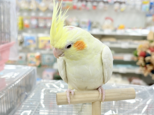 オカメインコ