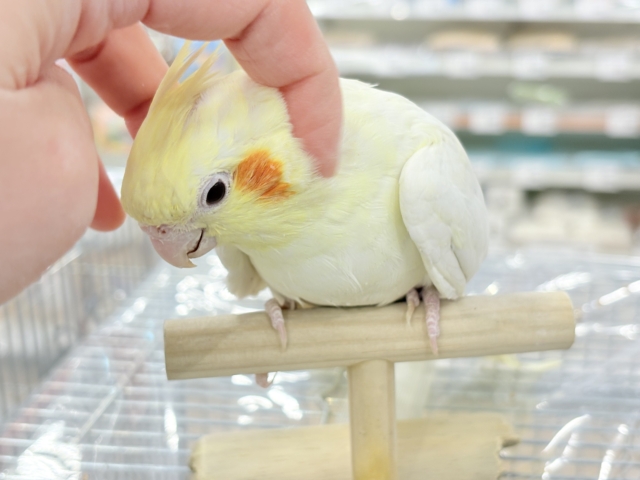 オカメインコ