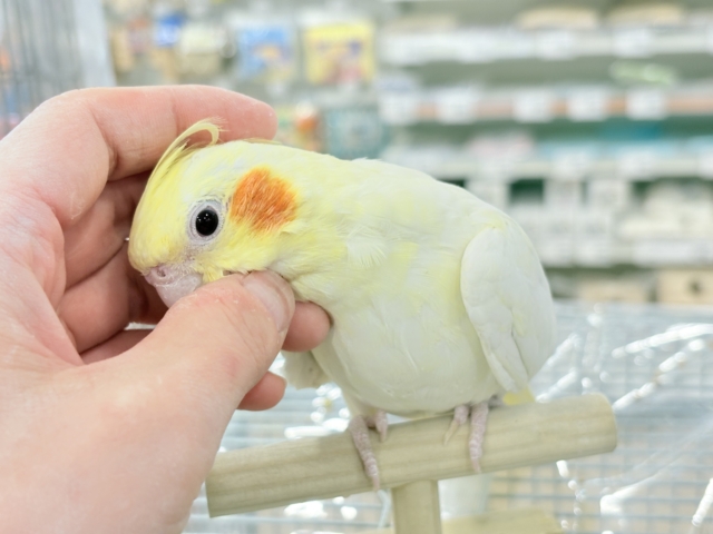 オカメインコ