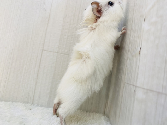 アビシニアンモルモット