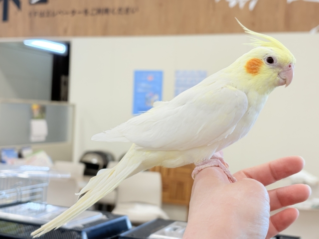 オカメインコ