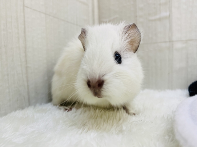 アビシニアンモルモット