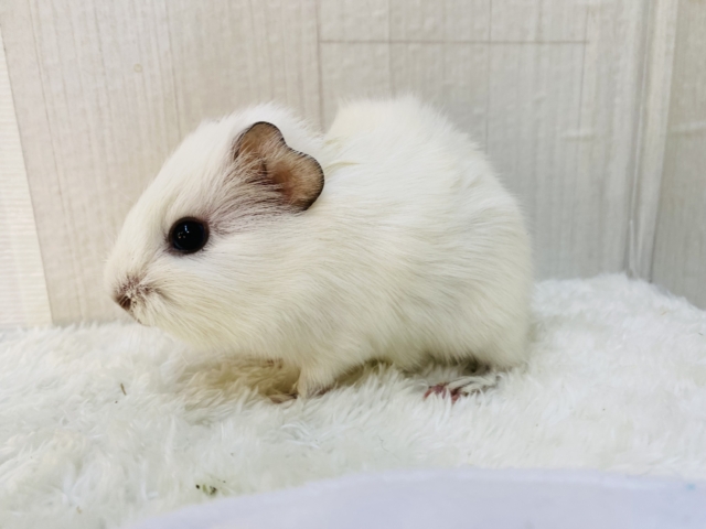 アビシニアンモルモット