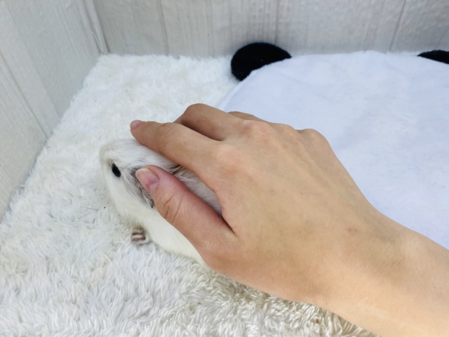 アビシニアンモルモット