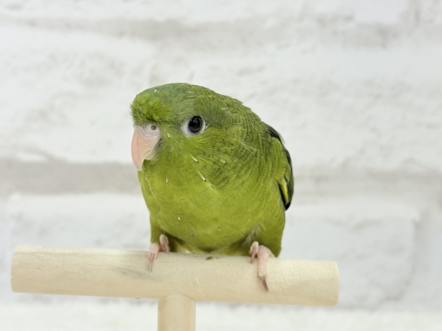 サザナミインコ