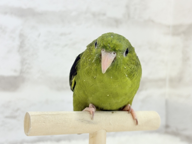 サザナミインコ