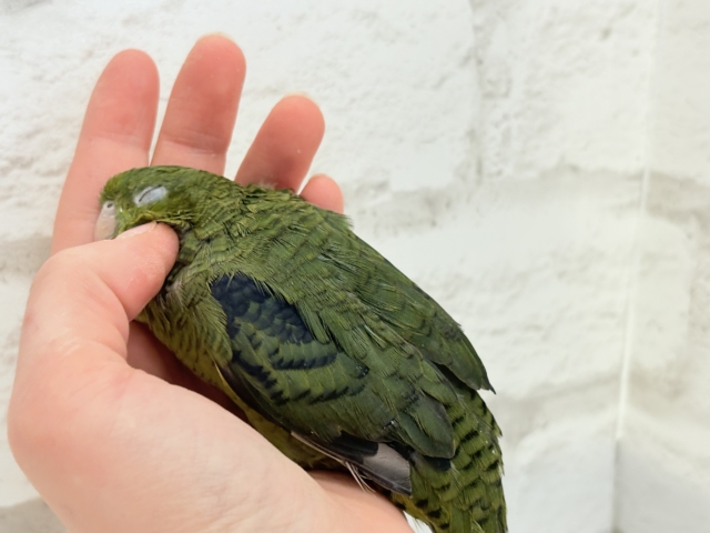 サザナミインコ