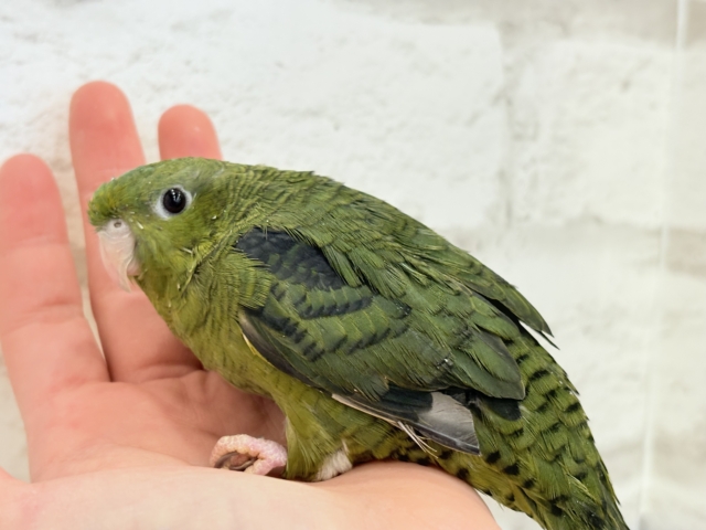 サザナミインコ