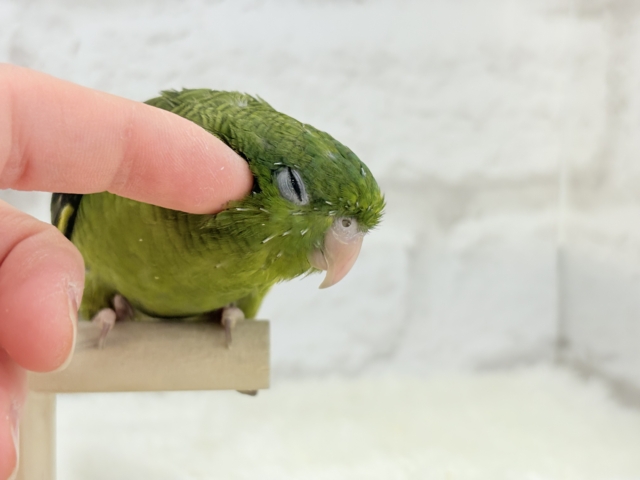 サザナミインコ