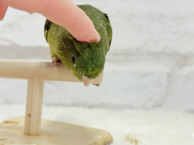 サザナミインコ