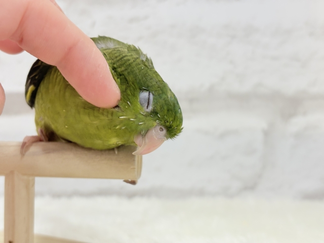 サザナミインコ