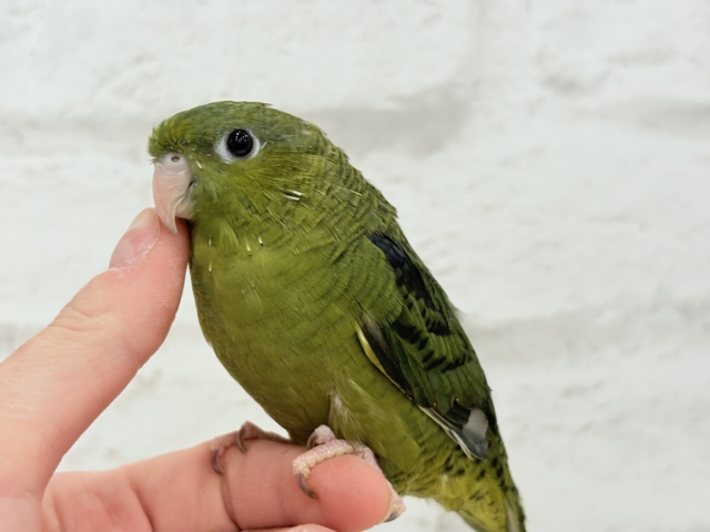 サザナミインコ