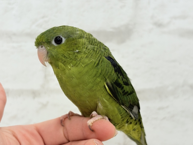 サザナミインコ