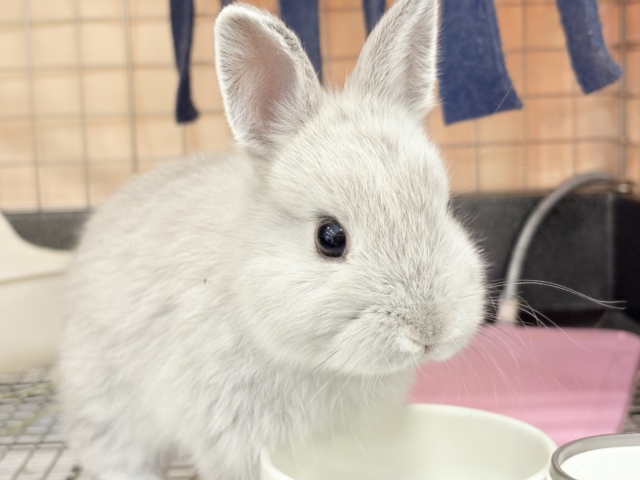 ネザーランドドワーフ