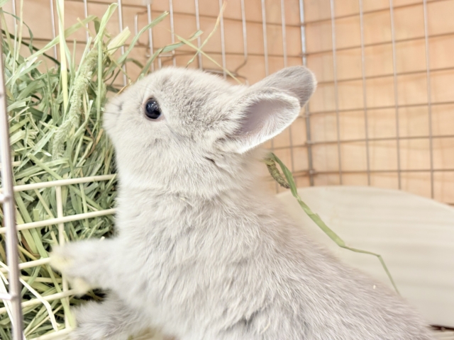 ネザーランドドワーフ