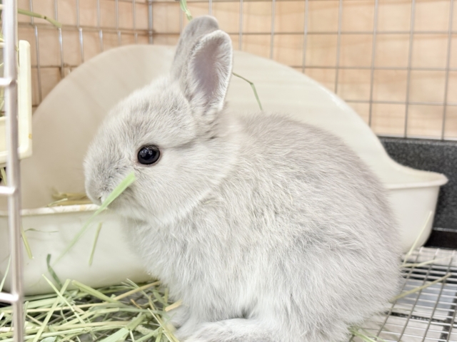 ネザーランドドワーフ