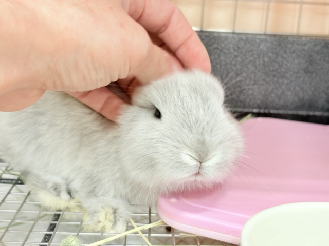 ネザーランドドワーフ