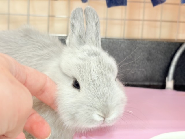 ネザーランドドワーフ