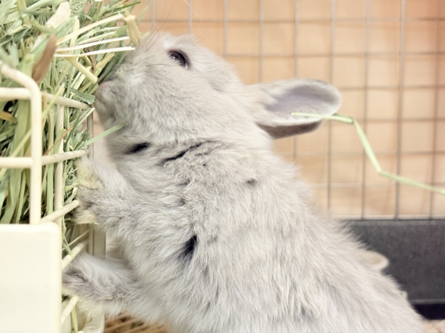 ネザーランドドワーフ