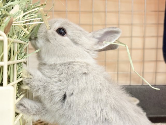 ネザーランドドワーフ