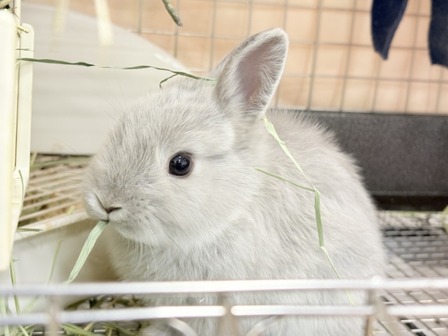 ネザーランドドワーフ