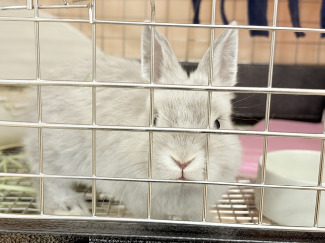 ネザーランドドワーフ