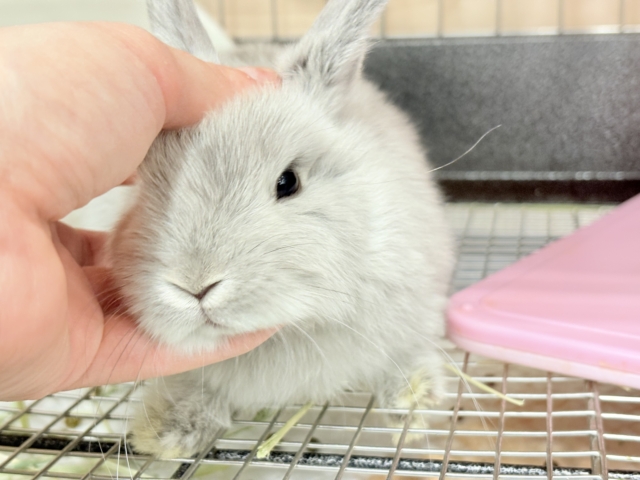 ネザーランドドワーフ