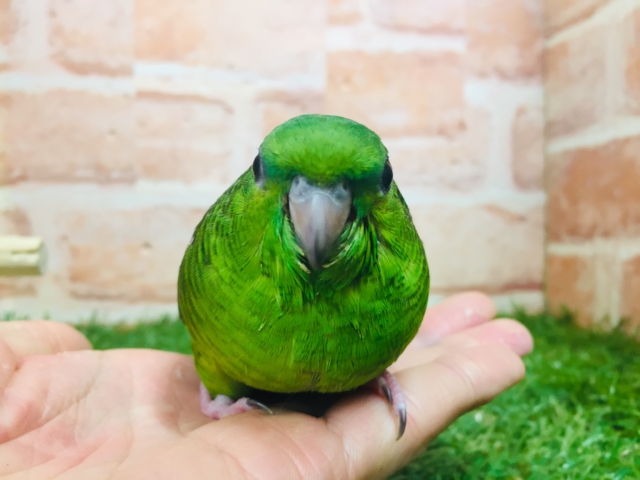 サザナミインコ