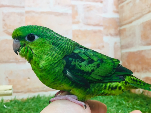 サザナミインコ