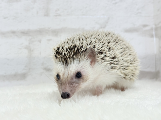 ハリネズミ（ヨツユビハリネズミ）