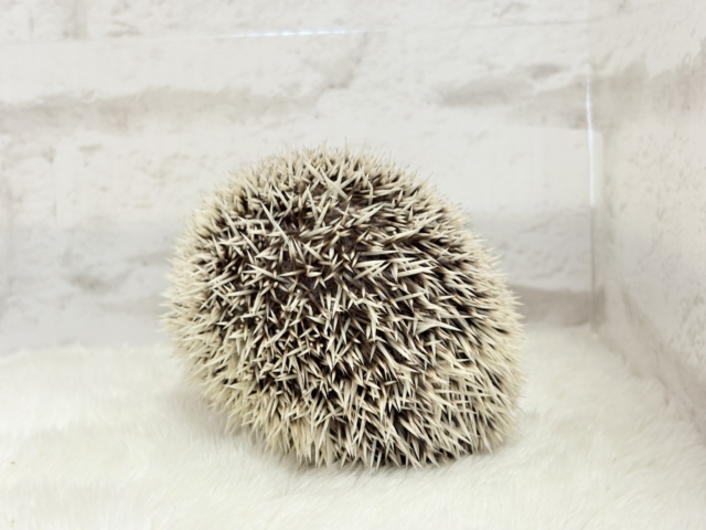 ハリネズミ（ヨツユビハリネズミ）