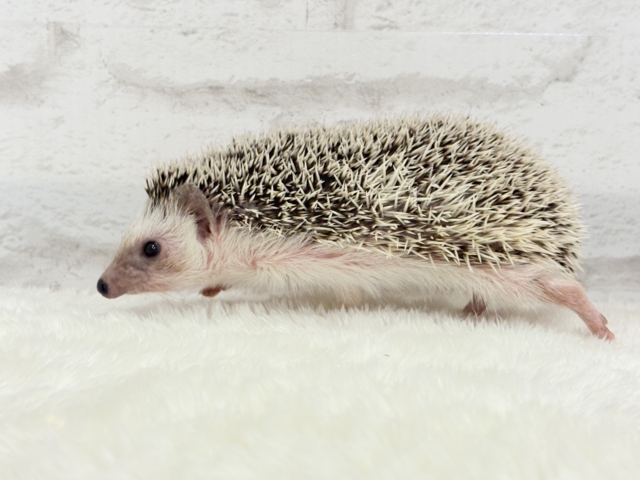 ハリネズミ（ヨツユビハリネズミ）