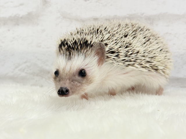 ハリネズミ（ヨツユビハリネズミ）