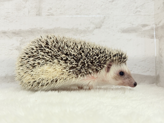 ハリネズミ（ヨツユビハリネズミ）